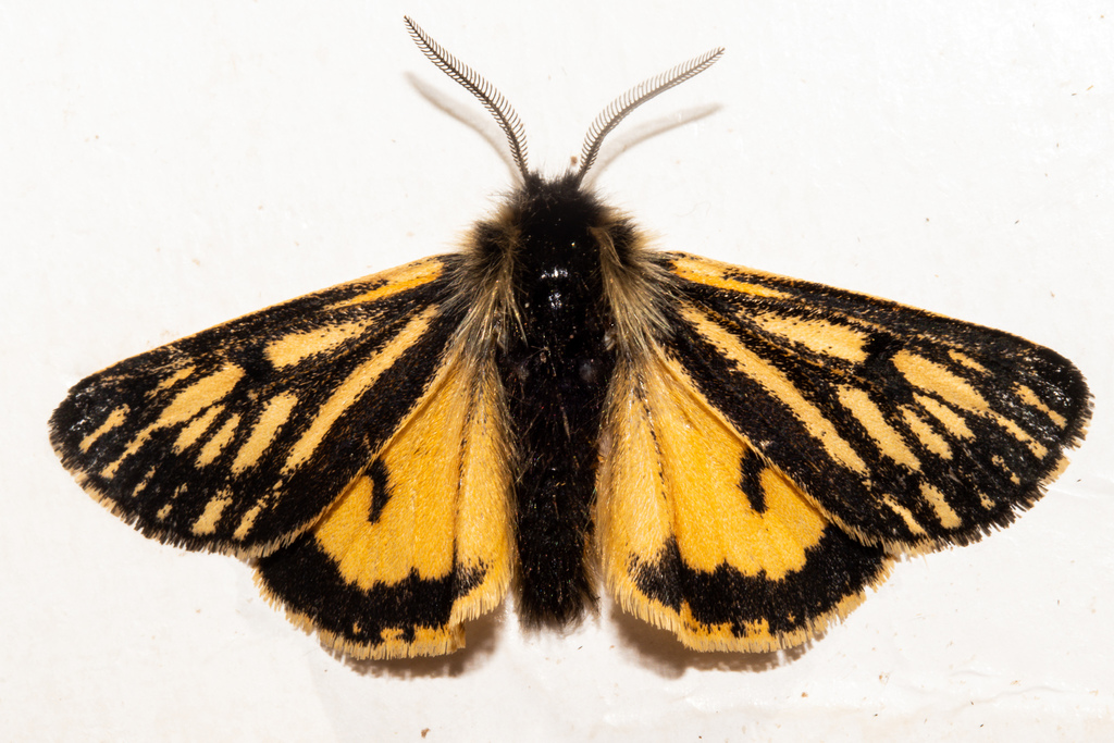 Western Tiger Moth