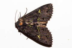 Meterana merope