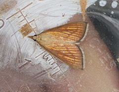 Nascia cilialis