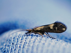 Helicopsyche tillyardi