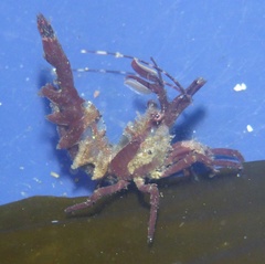 Lebbeus lagunae