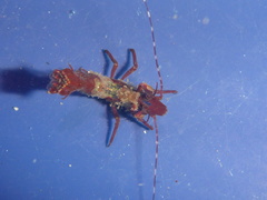Lebbeus lagunae