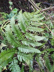 Dryopteris championii