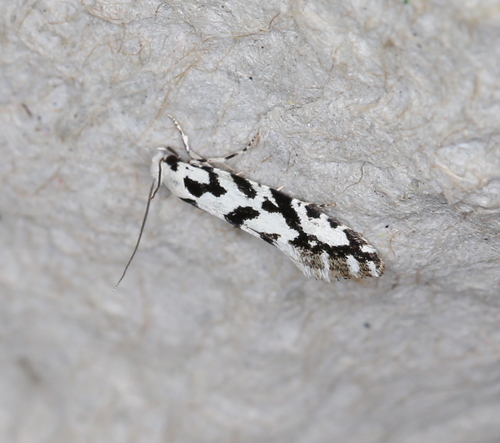 Nemapogon nigralbella