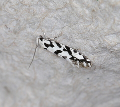 Nemapogon nigralbella