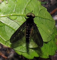Chrysopilus connexus