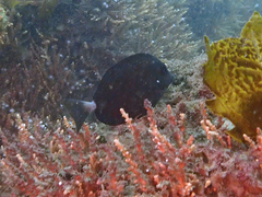 Prionurus microlepidotus