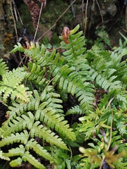 Dryopteris peninsulae