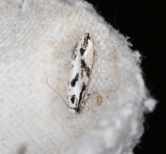Nemapogon picarella