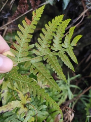 Dryopteris peninsulae