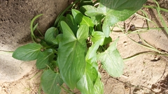Arisarum