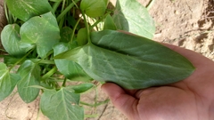Arisarum