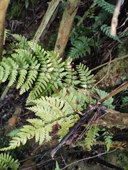 Dryopteris sparsa