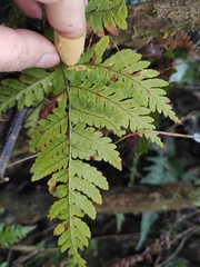 Dryopteris sparsa