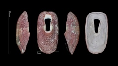 Macroschisma sinense