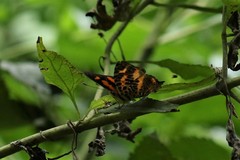 Symbrenthia hypselis