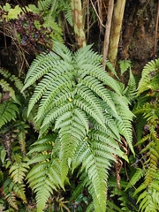 Dryopteris varia