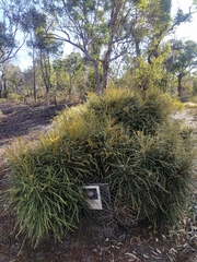 Banksia proteoides