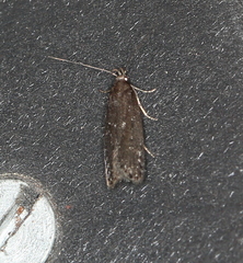 Neofaculta infernella