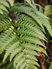 Dryopteris varia