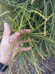 Banksia proteoides