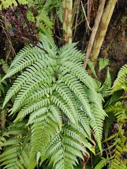 Dryopteris varia