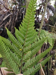 Dryopteris varia
