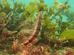 Eupetrichthys angustipes