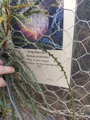 Banksia proteoides