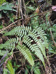 Dryopteris championii