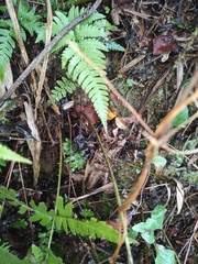 Dryopteris championii