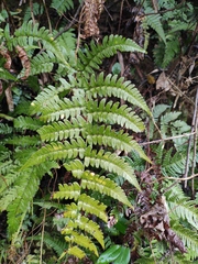 Dryopteris championii