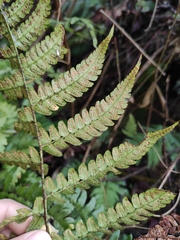 Dryopteris championii