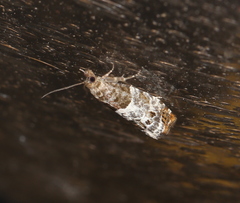 Notocelia trimaculana