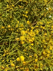 Acacia nematophylla