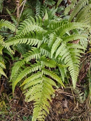 Dryopteris pacifica