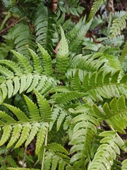 Dryopteris pacifica