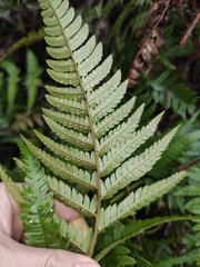 Dryopteris pacifica