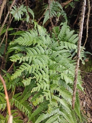 Dryopteris pacifica