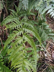 Dryopteris pacifica