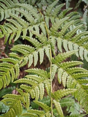 Dryopteris pacifica