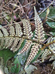 Dryopteris pacifica