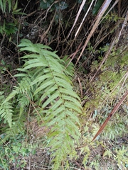 Christella acuminata