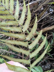 Christella acuminata