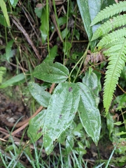 Clematis florida