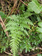 Dryopteris sparsa