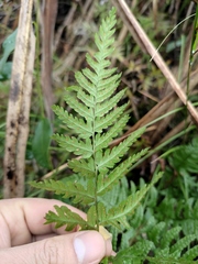 Dryopteris sparsa