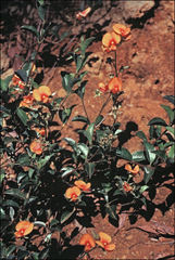 Bossiaea kiamensis