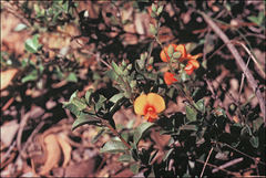 Bossiaea kiamensis