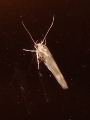 Stathmopoda horticola